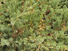 Juniperus