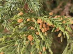 Juniperus