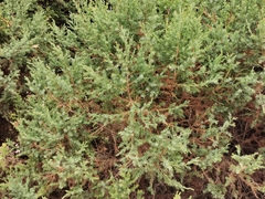 Juniperus