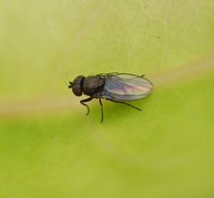 Diptera