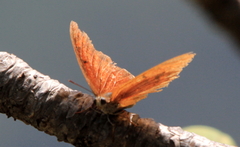 Anaea