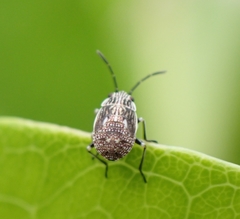 Heteroptera