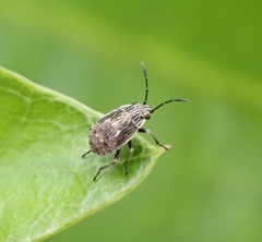 Heteroptera