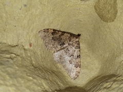 Nebula ibericata