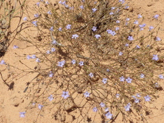 Wahlenbergia paniculata