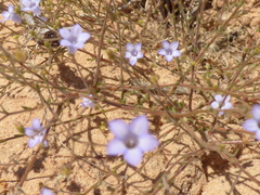 Wahlenbergia paniculata