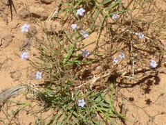 Wahlenbergia paniculata