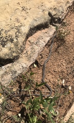 Masticophis taeniatus taeniatus