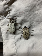 Dermolepida albohirtum