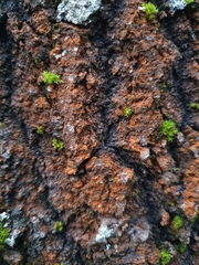 Trentepohlia umbrina