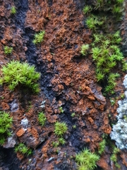 Trentepohlia umbrina