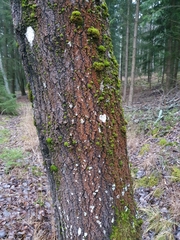 Trentepohlia umbrina