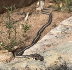 Masticophis taeniatus taeniatus