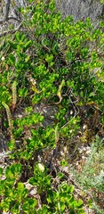 Coprosma repens