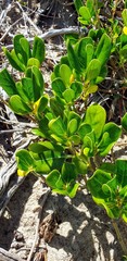 Coprosma repens