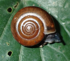 Macrochlamydinae