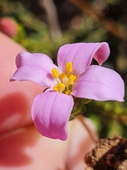 Lachnaea grandiflora