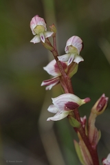Disa ocellata