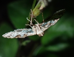 Sameodes