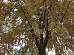 Ginkgo biloba