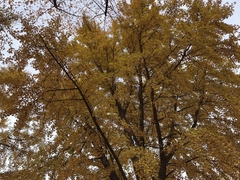 Ginkgo biloba