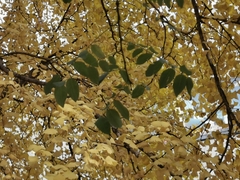 Ginkgo biloba