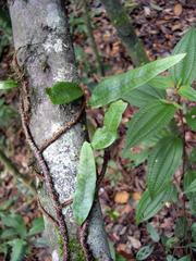 Microgramma lycopodioides