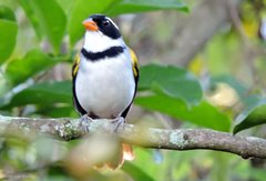 Arremon flavirostris