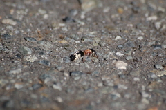 Ronisia