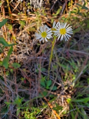 Erigeron vernus