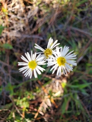 Erigeron vernus