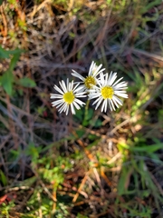 Erigeron vernus
