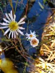 Erigeron vernus