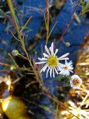 Erigeron vernus