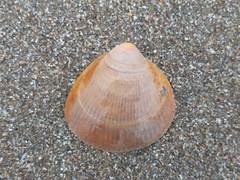 Laevicardium crassum