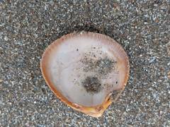 Laevicardium crassum