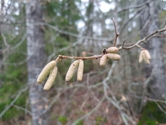 Corylus avellana