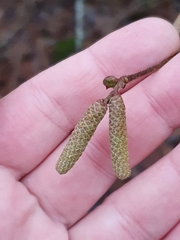Corylus avellana