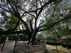 Styphnolobium japonicum