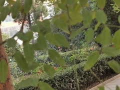 Styphnolobium japonicum