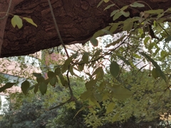 Styphnolobium japonicum