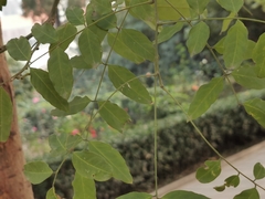 Styphnolobium japonicum