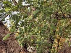 Styphnolobium japonicum