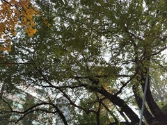 Styphnolobium japonicum