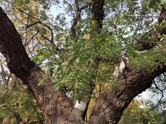 Styphnolobium japonicum