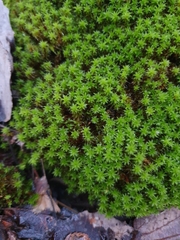 Syntrichia ruralis