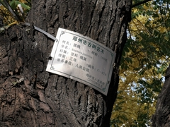 Styphnolobium japonicum