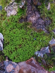 Syntrichia ruralis