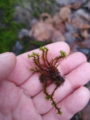 Syntrichia ruralis