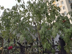 Broussonetia papyrifera